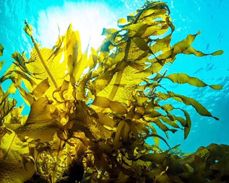 Edible seaweed, diet benefits from the sea